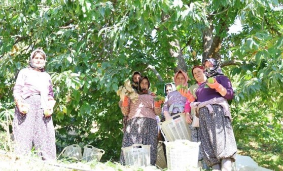 Aydın dağlarında hasat başladı: ‘Ekmekten daha tok tutuyor’